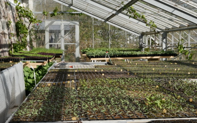les semis de salades et de choux dans la belle serre en verre