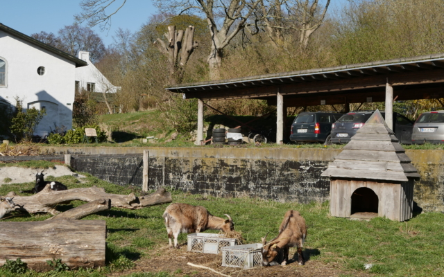 nos amis les chèvres prennent un bain de soleil devant le parc de voitures partagées
