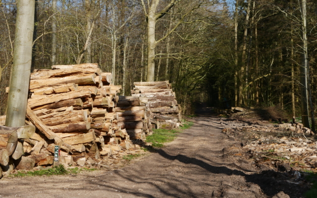 la forêt, où l'on trouve une variété impressionante d'arbres
